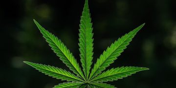 10 Biggest Cannabis Stocks in the US and Canada in 2026